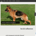 Homepage für einen Hundezüchter